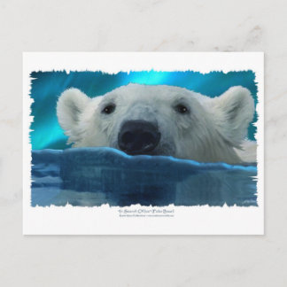 CARTÃO POSTAL URSO POLAR NADANDO
