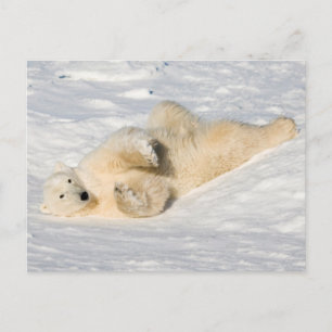 Cartão Postal Urso Polar perto da Baía de Hudson