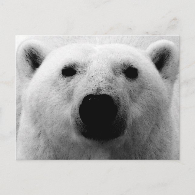 Cartão Postal Urso Polar Preto e Branco (Frente)