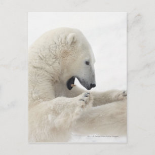 Cartão Postal Urso polar que luta com outro urso