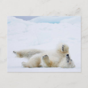 Cartão Postal Urso polar rolando na neve, Noruega