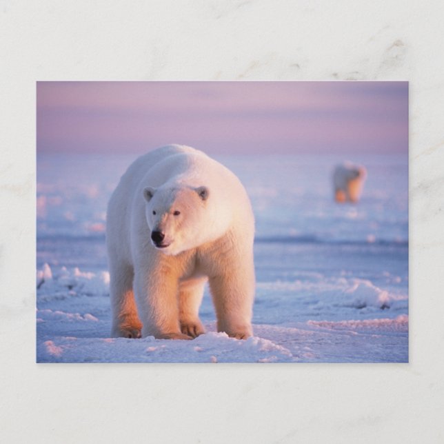 Cartão Postal urso polar, Ursus maritimus (Frente)