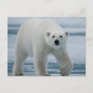 Cartão Postal Urso Polar, Ursus Maritimus, Adulto