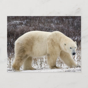 Cartão Postal Urso Polar Ursus maritimus) em Churchill