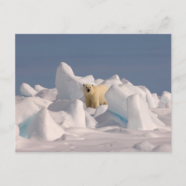 Cartão Postal urso polar, Ursus maritimus, em gelo bruto (Frente)
