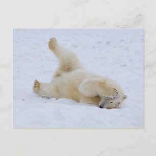 Cartão Postal urso polar, Ursus maritimus, filhote rolando