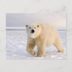 Cartão Postal urso polar, Ursus maritimus, no gelo e neve, 2