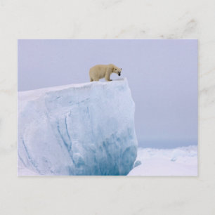 Cartão Postal urso polar, Ursus maritimus, num gigante