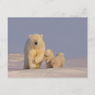 Cartão Postal urso polar, Ursus maritimus, porcas com 3 recém-n
