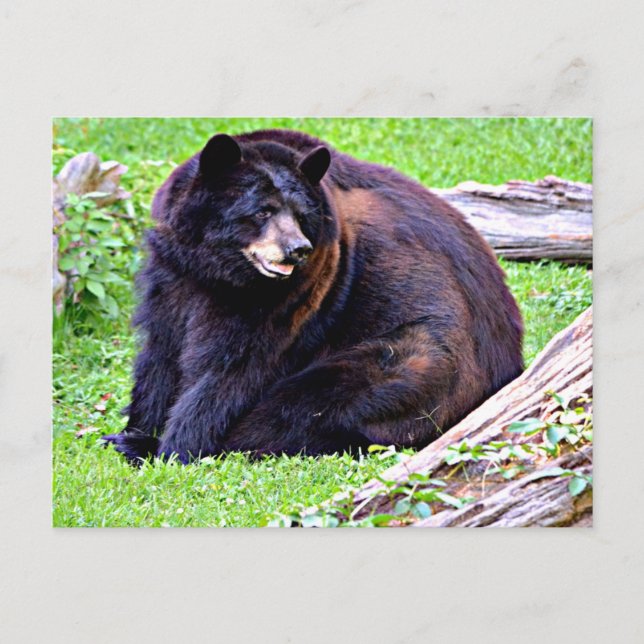 Cartão Postal Urso (Preto) (Frente)