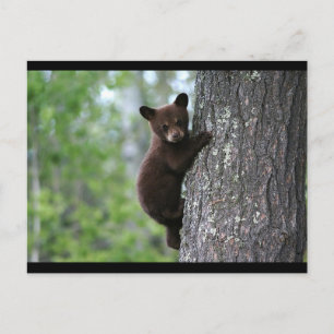 CARTÃO POSTAL URSO PRETO