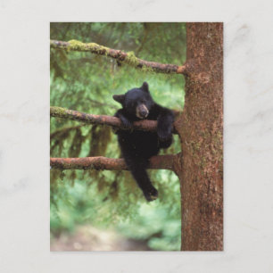 Cartão Postal urso preto, Ursus americanus, filhote em uma árvor