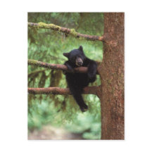 urso preto, Ursus americanus, filhote em uma árvor