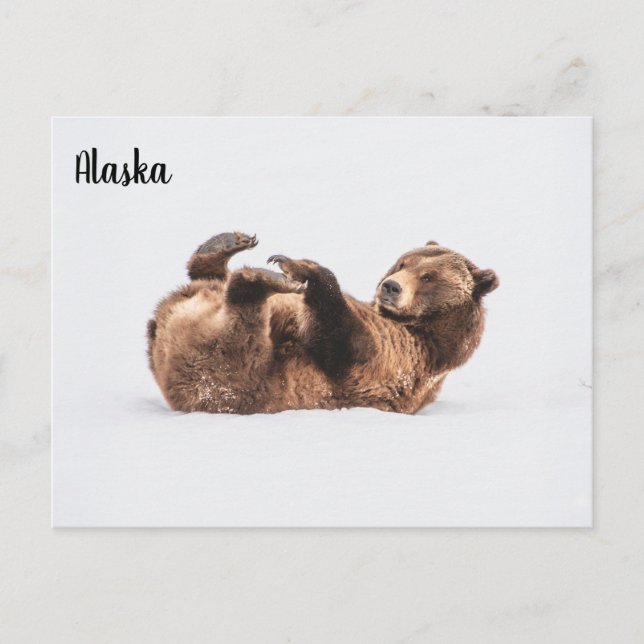 Cartão Postal Urso Vida Selvagem Alasca (Frente)
