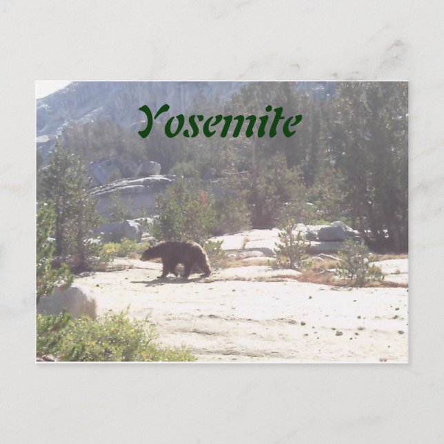 Cartão Postal urso, Yosemite (Frente)