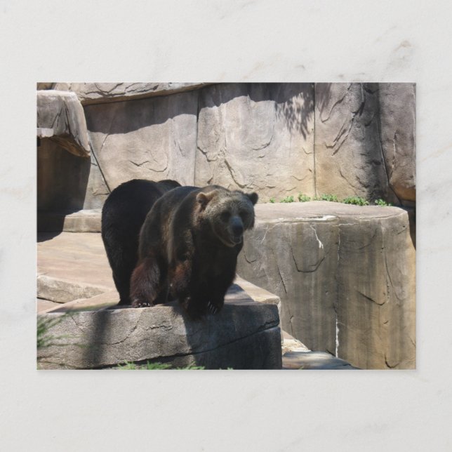 Cartão Postal Urso-zoológico Milwaukee (Frente)