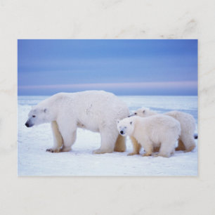 Cartão Postal Ursoa-polar fêmea com filhotes