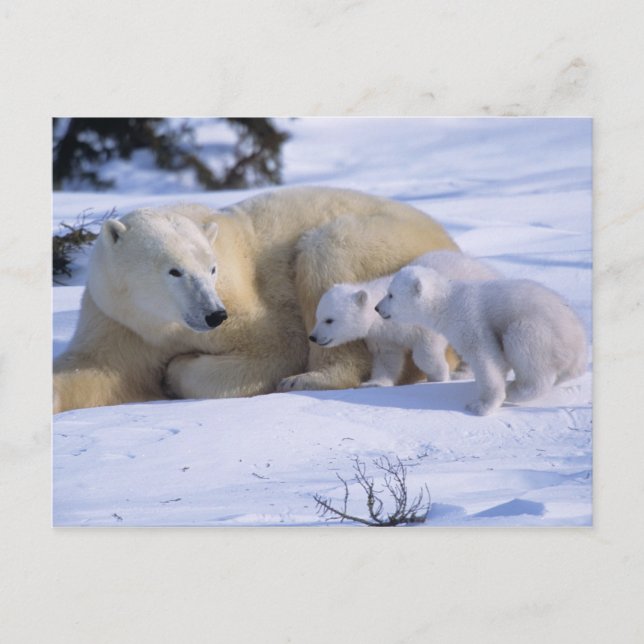 Cartão Postal Ursoaia polară culcată cu 2 pui (Frente)