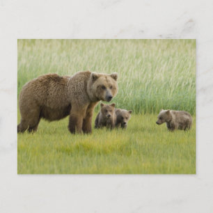Cartão Postal Ursoaia Urso Marrom do Alasca e três filhotes, Urs