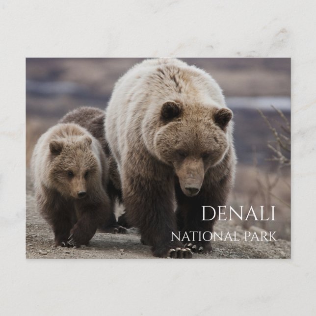 Cartão Postal Ursoaica Grizzly, filhotes, Parque Nacional Denali (Frente)