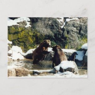 Cartão Postal ursos
