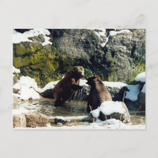 Cartão Postal ursos (Frente)