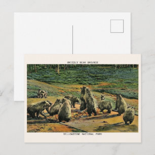 Cartão Postal ursos cinzentos, presentes do parque nacional yell