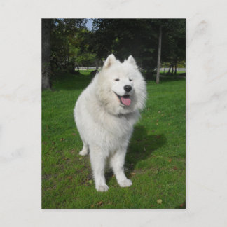 Cartão Postal Ursos de gelo…