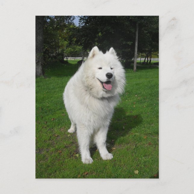 Cartão Postal Ursos de gelo… (Frente)