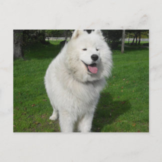 Cartão Postal Ursos de gelo…