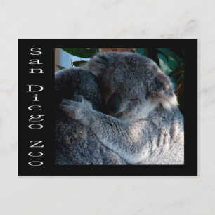 Cartão Postal Ursos Koala