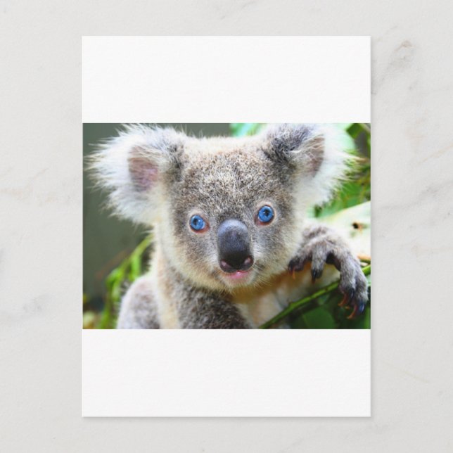 Cartão Postal Ursos Koalás (Frente)