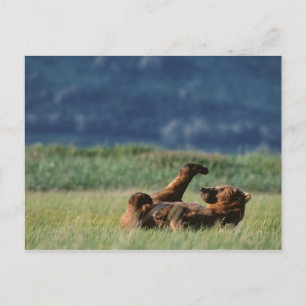 Cartão Postal Ursos-pardos em brincadeira, Ursus arctos, Alasca