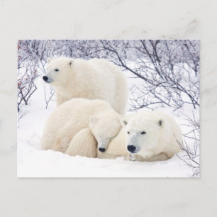 Cartão Postal Ursos polares fêmea e dois filhotes 3