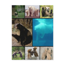 Ursos Reproduzíveis