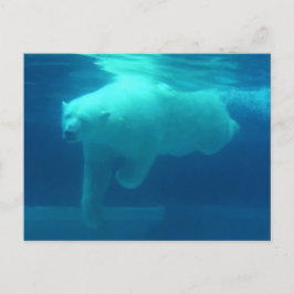 Cartão Postal Ursos Selvagens