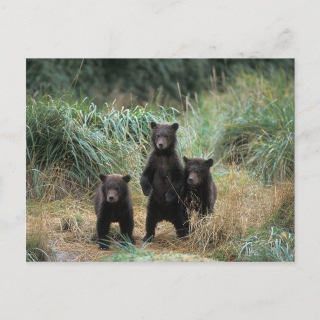 Cartão Postal Ursus arctos, urso-pardo, Ursus 7 (Frente)