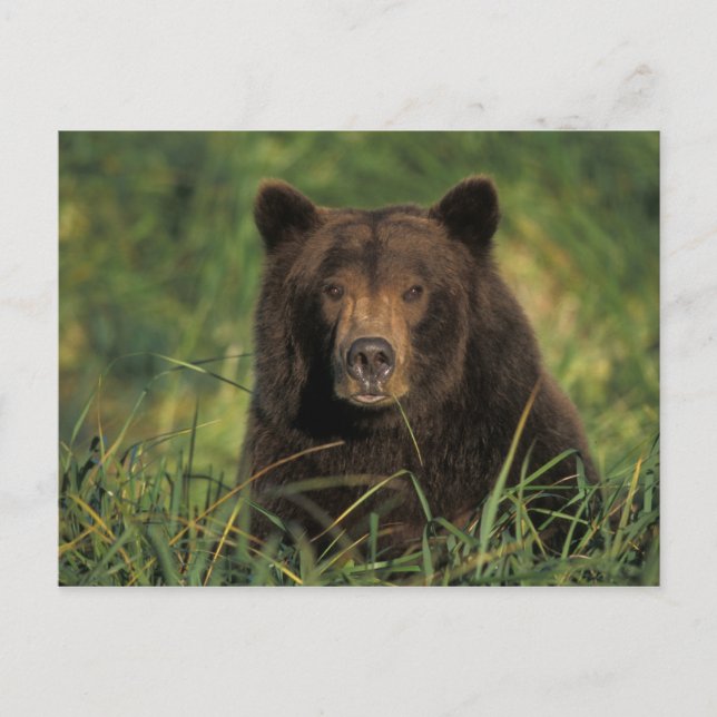 Cartão Postal Ursus arctos, urso-pardo, Ursus 9 (Frente)