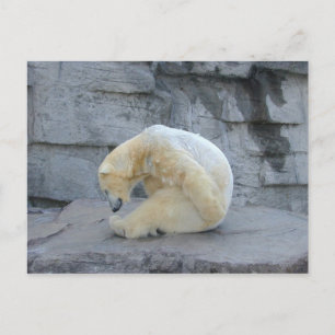 Cartão Postal Ursus maritimus