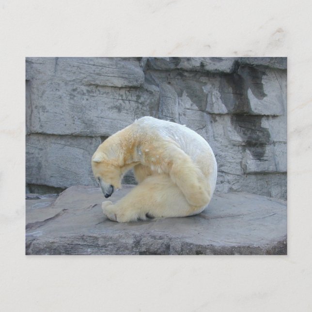 Cartão Postal Ursus maritimus (Frente)
