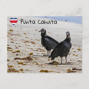Cartão Postal Urubus negros em Punta Cahuita - Costa Rica