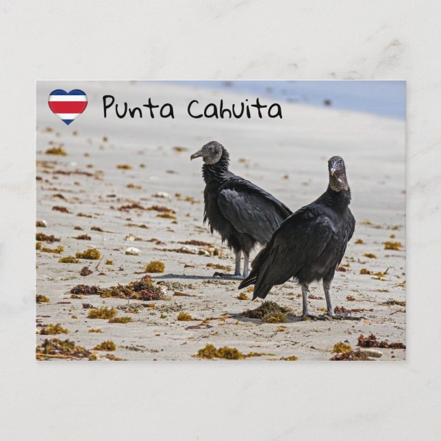 Cartão Postal Urubus negros em Punta Cahuita - Costa Rica (Frente)
