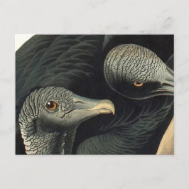 Cartão Postal Urubus Pretos, John James Audubon