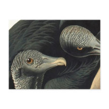 Urubus Pretos, John James Audubon