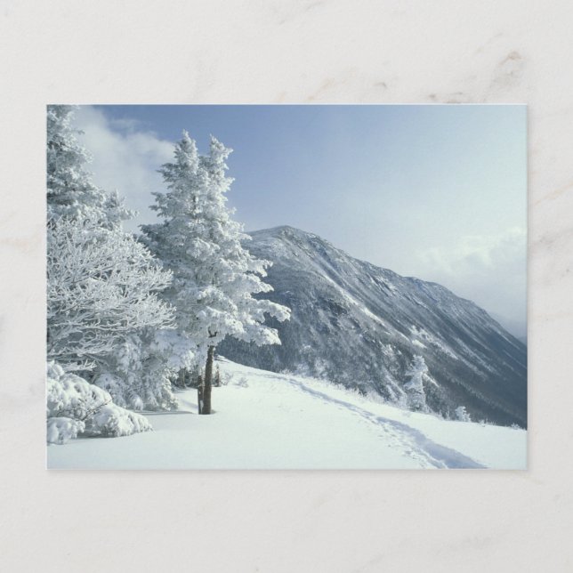 Cartão Postal US, NH, Snow covered trees Trails Snoeshoe (Frente)