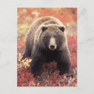 Cartão Postal USA, Alaska, Denali NP, female Grizzly Bear