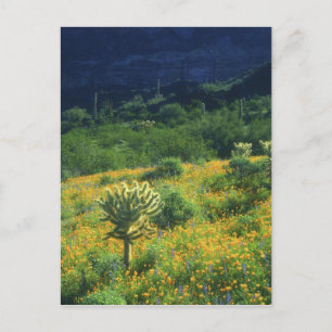 Cartão Postal USA, Arizona, Organ Pipe Cactus National