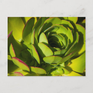 Cartão Postal USA, California. Giant Lobelia Plant Close Up