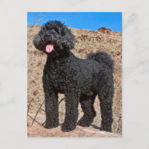 Cartão Postal USA, California. Labradoodle Standing
