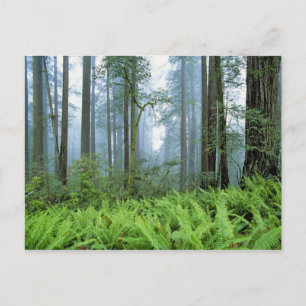 Cartão Postal USA, California, Redwood NP. Redwood trees